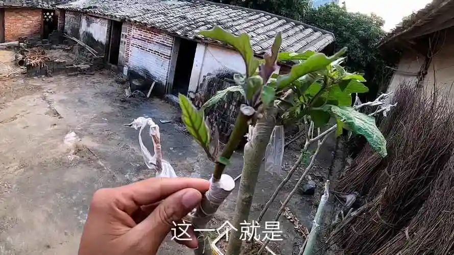 成功把茄子枝条嫁接到树上,伤口愈合的很好,太有才了