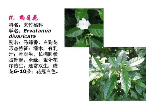 常见园林植物识别.ppt