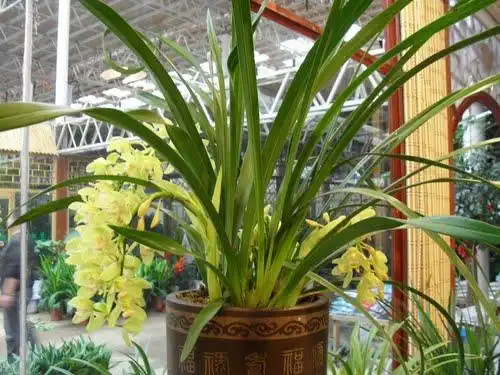 南京万博花卉园