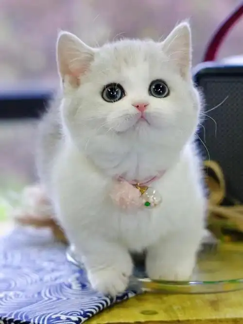 满脸写着超可爱曼基康短腿猫