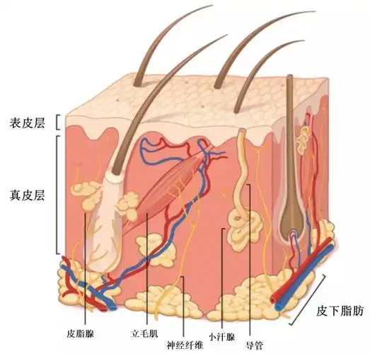 毛孔粗大真烦人,改善毛孔粗大怎么做?