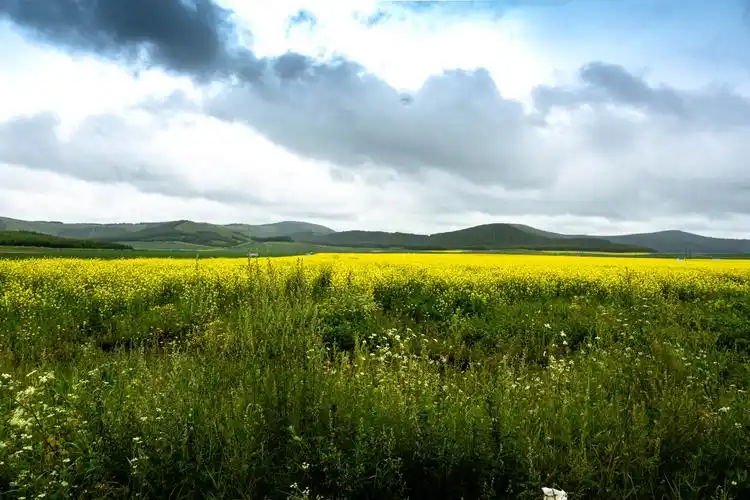 这里草原自然风貌,各种野花自在生长有一种天然的美