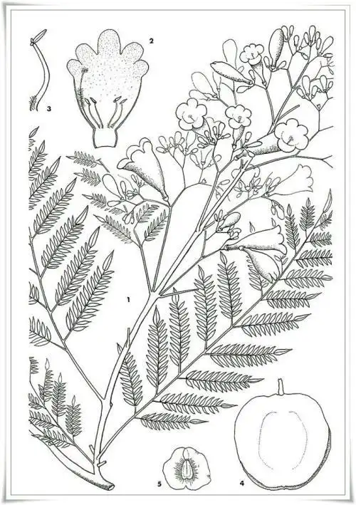 蓝花楹简笔画怎么画 简笔画图片大全-蒲城教育文学网