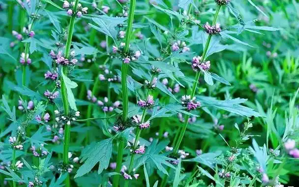 "女性之友"益母草,可利尿消肿,活血调经,对肌瘤消除有奇效