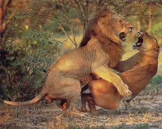 雄性动物为求繁殖,竟如此拼命!