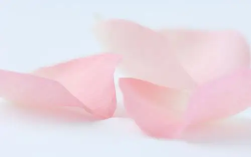 精选微距静物摄影高清电脑桌面壁纸 第一辑