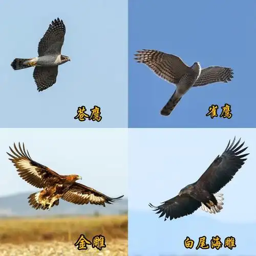 中国猛禽-鹰和雕的区别