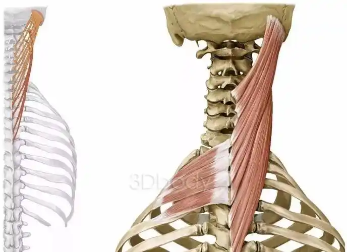 头颈夹肌别着急,想搞定"颈后大包",我们先来学学一块肌肉的解剖:胸闷