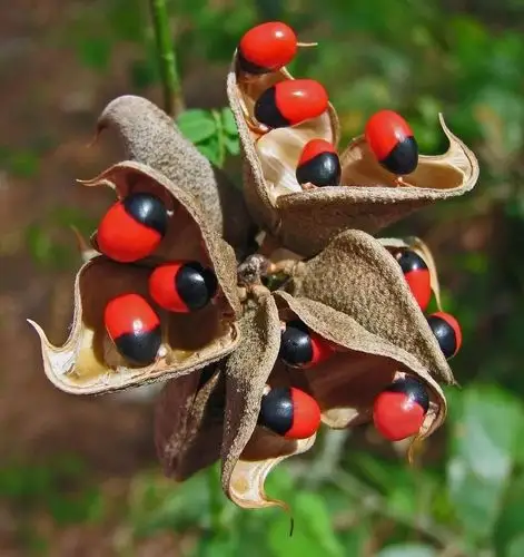 【徒步分享】常见有毒植物清单!户外驴友一定小心!
