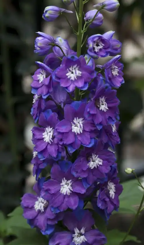 开成大花柱的大花飞燕草