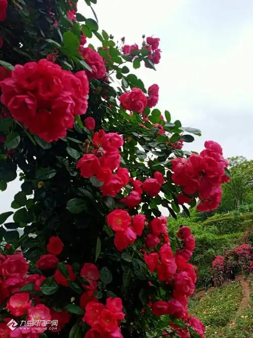 资阳字库山玫瑰花儿开周末下午来耍真的是人山人海