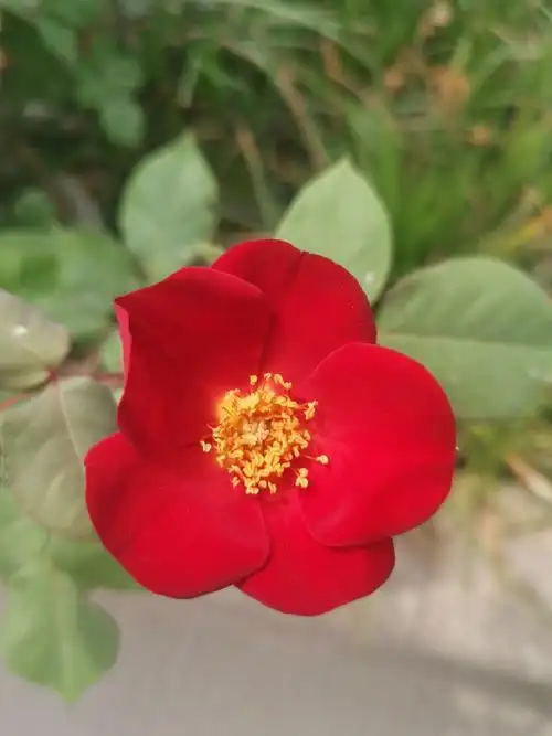 奖励一朵小红花