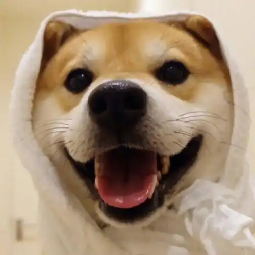 柴柴的笑容真是看的太暖了希望看到这个笑容的一天都能有好心情