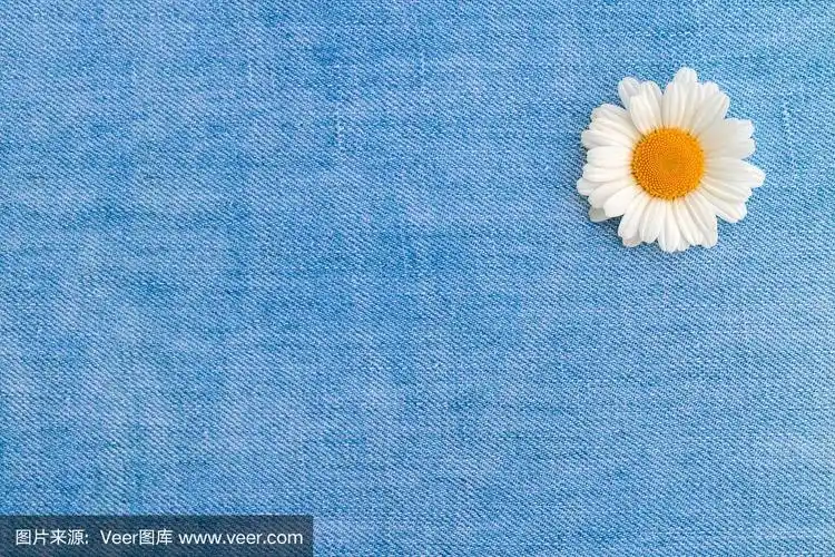 一个洋甘菊在浅蓝色牛仔布的背景