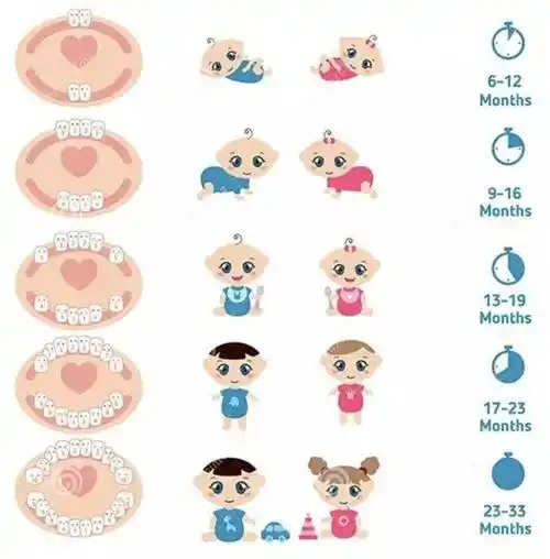 牙多久换完一般多少岁换完牙齿