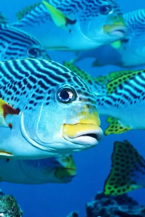 壁纸 深海鱼,水下. 1920x1200 hd 高清壁纸, 图片, 照片