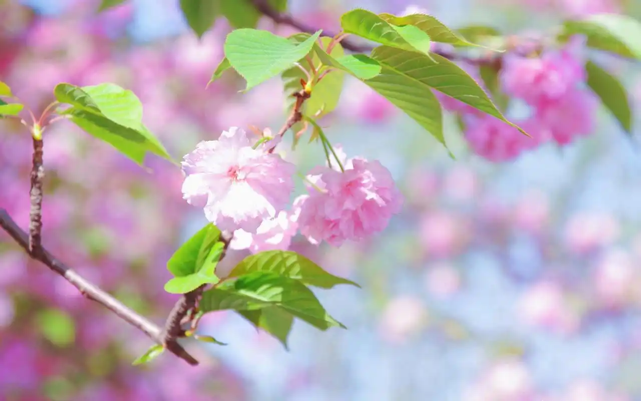 粉色小清新花卉唯美高清桌面壁纸