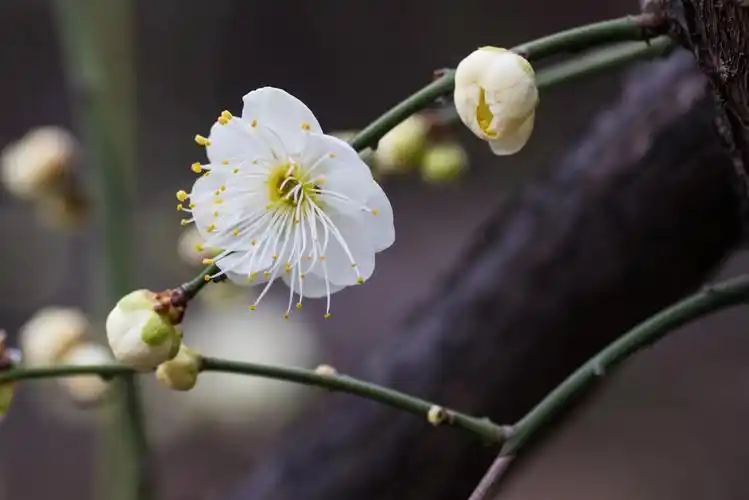 最有君子气质的梅花,梅花中的名品—绿萼梅