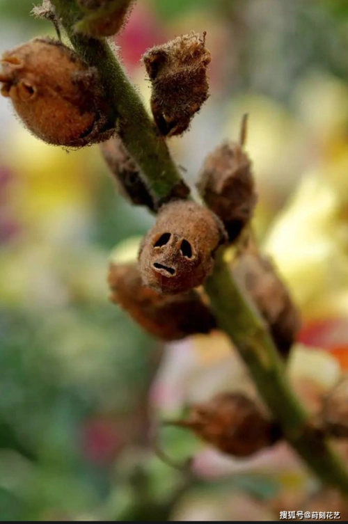 世界上最恐怖的花朵,凋零后挂满"骷髅头",连花艺师都敬而远之_手机