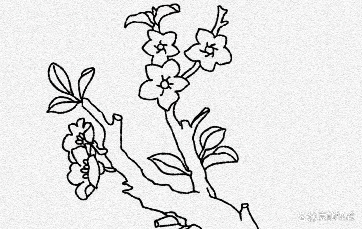 如何简单的画杏花(易学)