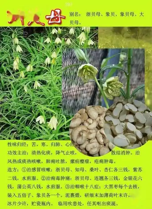 300种常见中草药图谱含功能主治