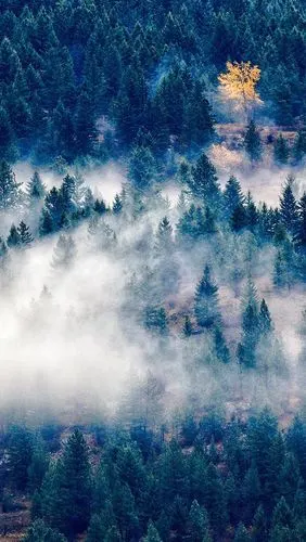 壁纸 森林,树木,雾,早晨 3840x2160 uhd 4k 高清壁纸, 图片, 照片