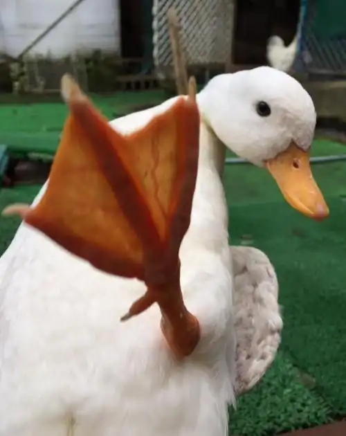 ん@りんこ (@qchan09092015) 2017年10月26日 粉粿也觉得鸭子好可爱呀