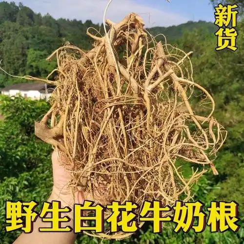 牛乳树根 牛奶树茎 纯根干货500g 包邮中药材白花丹的功效白花