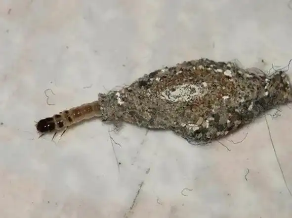 原以为「它」只是棉絮,没想到会爬,啃毛,还越长越多!根除这怪物一定要