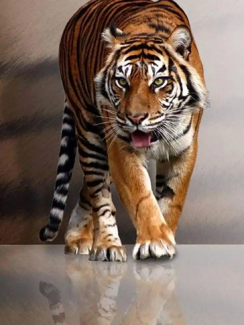 老虎高清素材 养吾浩然之气,多观察老虎的相,可以增加自己的浩然之气.
