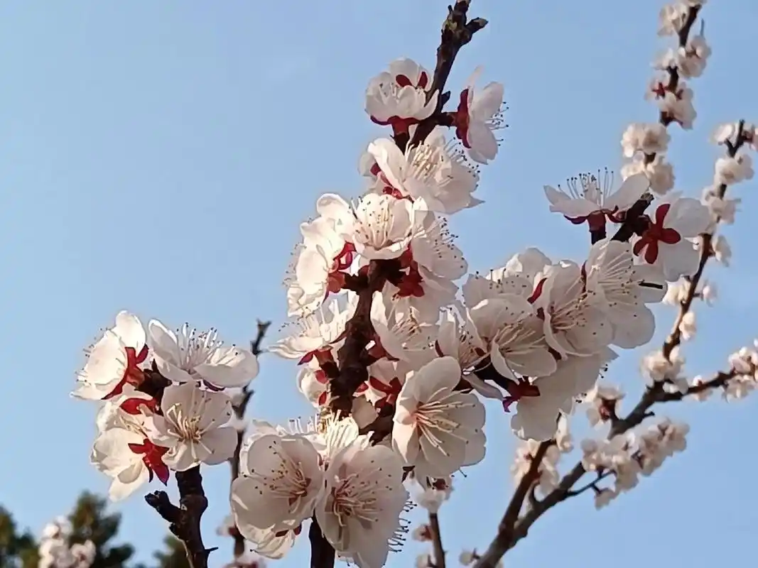 欣赏天坛的杏花 - 抖音