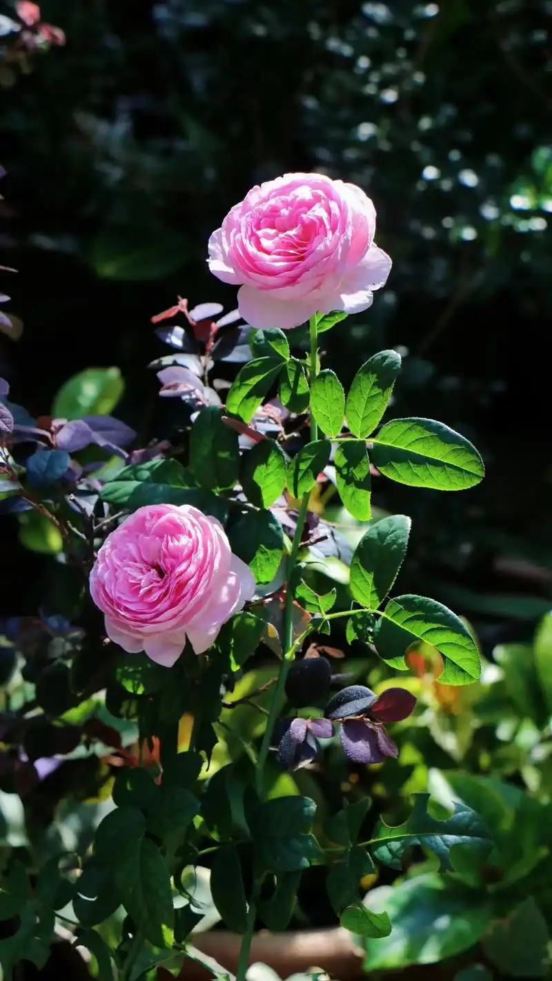 花 #美景素材 #图文壁纸来了  - 抖音