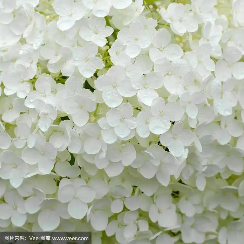 白雪球绣球花,绣球科