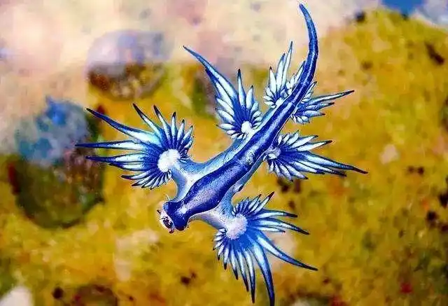 僧帽水母的毒性究竟有多强它有天敌吗