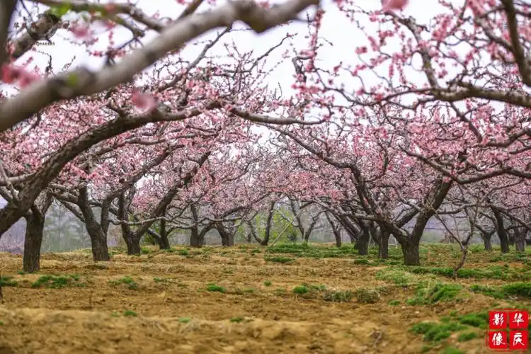 2016年4月8日—20日 2016保定坨南桃花节地点:河北保定满城区坨南乡