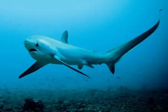浅海长尾鲨世界上尾巴最长的鲨鱼尾巴是体长15倍长