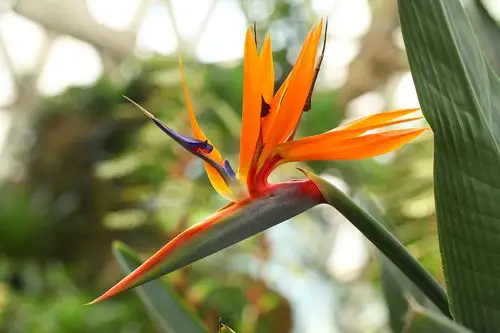 天堂鸟在辰山植物园展览温室展翅翱翔