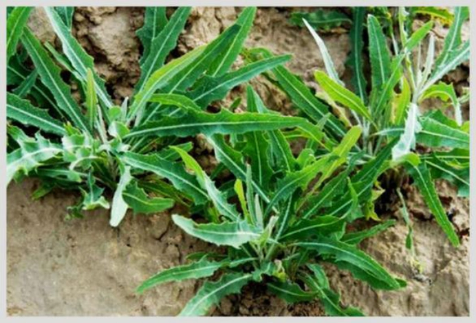 苦苦菜,它是一代人的情感寄托,飘香悠悠千载