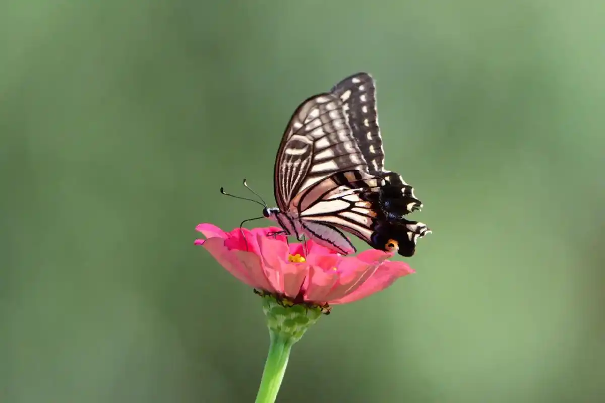花蝴蝶飞呀飞.#摄影 #生活处处是风景 #花的世界很美 #身 - 抖音