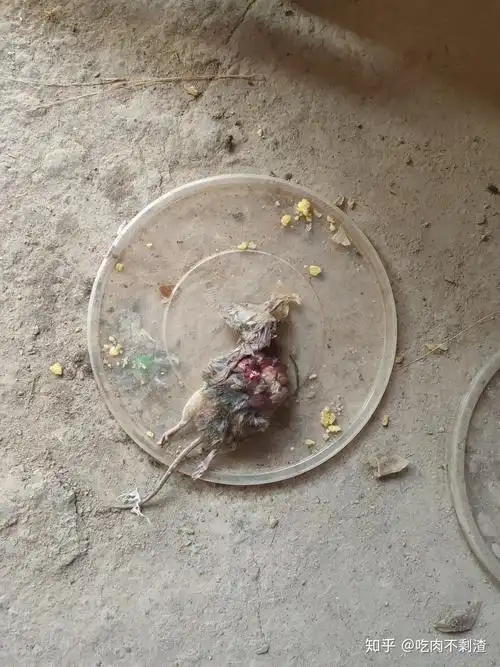 家的猫咪从外面叼来一只死蝙蝠怎么办? - 知乎