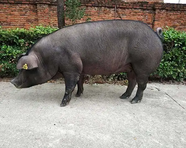 hunan village black pig parental generation(ps)the sow