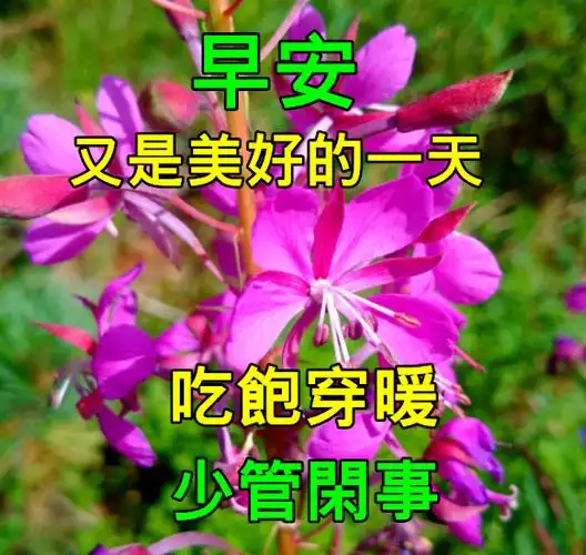 夏日最美早上好动态图片表情带字和鲜花,早安问候语配动态鲜花图片