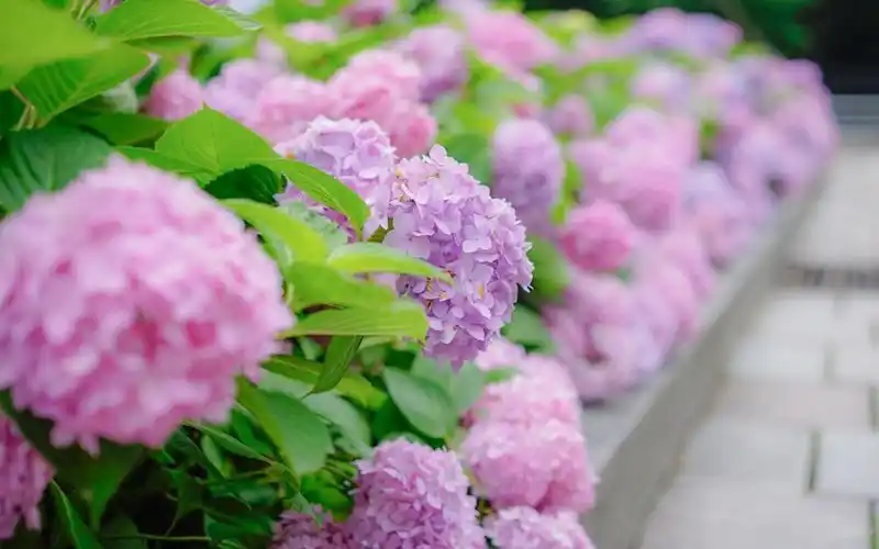 夏日唯美绣球花高清桌面壁纸_植物壁纸_壁纸下载_美桌网