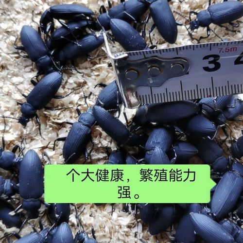 蛋白虫种虫大麦虫繁殖虫虫大麦甲壳虫母虫小黑虫虫种 大麦虫甲壳虫10
