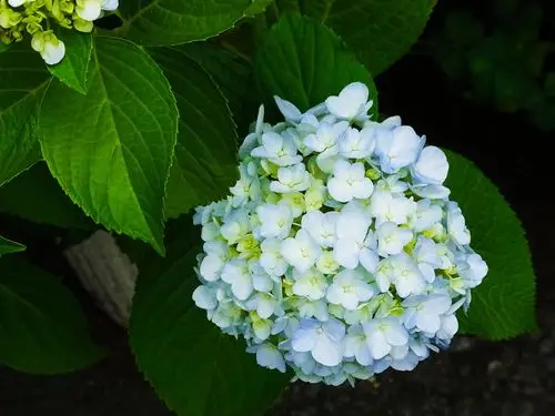 唯美绣球花图片下载,高清图片