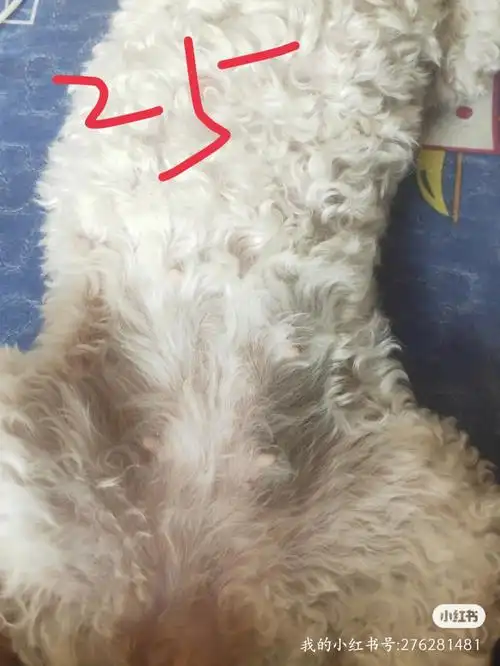 比熊  #狗狗 #怀孕刚开始真的看不出来,还不吃东西,不过过了35天后