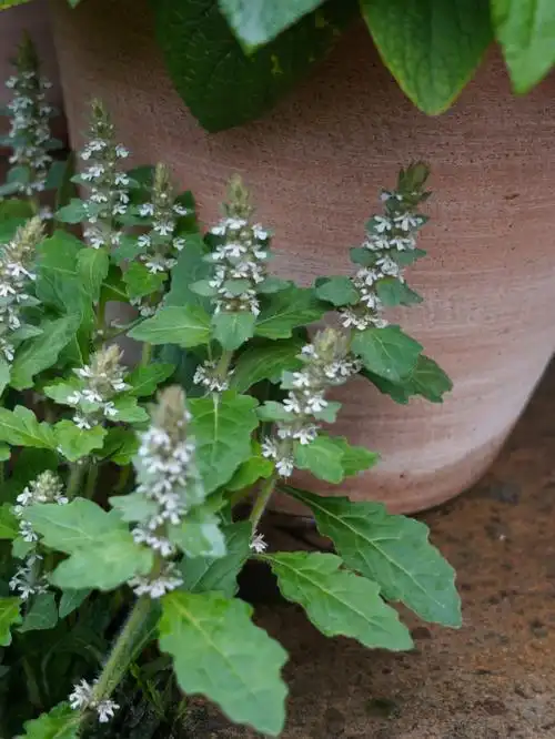 每年都会从台阶缝长出来的野草筋骨草