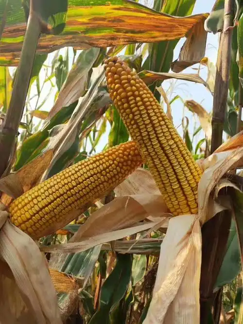 矮杆抗倒吨粮王---盛玉688