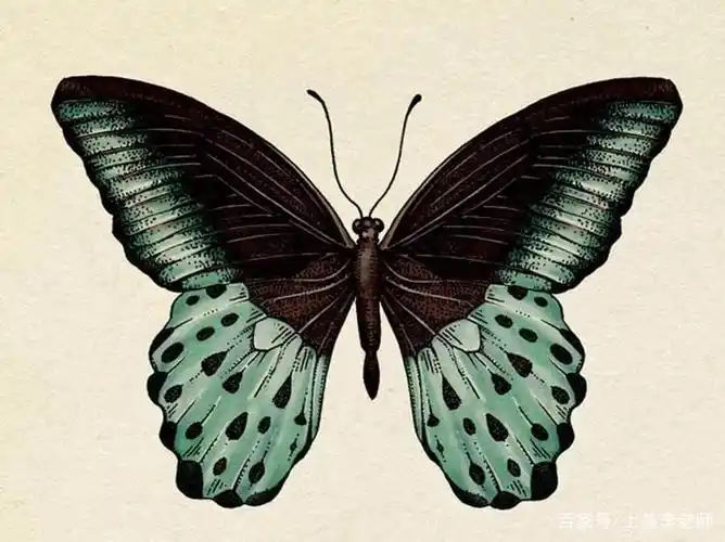 感受数学中的对称美(五9班 蒋璐)