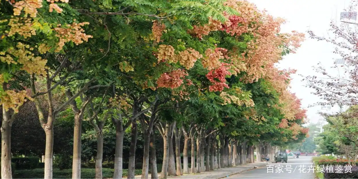 栾树的象征意义